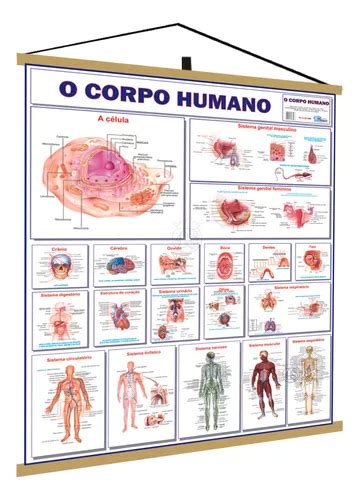 Mapa Corpo Humano Anatomia Banner Medicina Laminado Moldura Mercadolivre