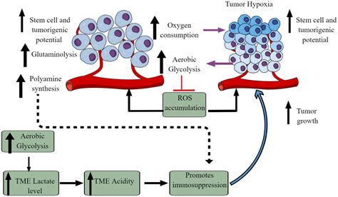 Frontiers Immunometabolic Reprogramming Another Cancer Hallmark