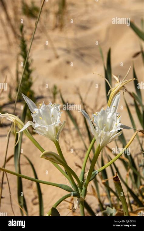 White Lilies On Sand Dune On The Beach Of Pescoluse Salento Puglia