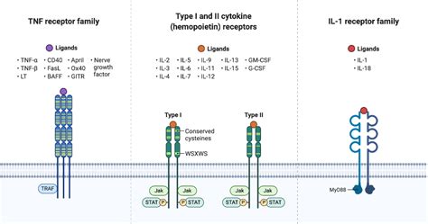 Cytokine Receptor Families Biorender Science Templates