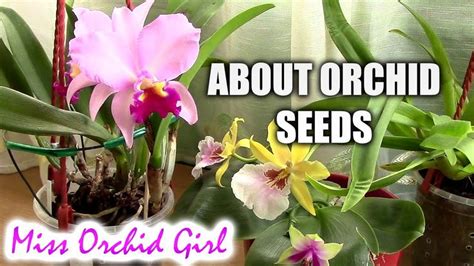 Orchid Seeds What You Need To Know Casual Sundays Orchid Seeds Orchids Orchid Propagation