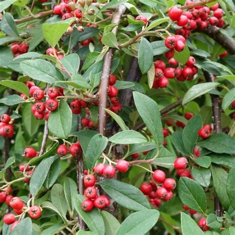 Cotoneaster Hybridus Pendulus Tree Small Weeping Trees Cotoneaster Ornamental Trees