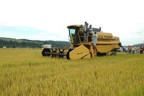 Tubar O Sedia Abertura Oficial Da Colheita Do Arroz Em Santa Catarina