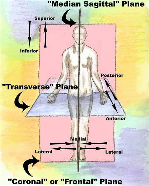 Anatomical Plane Medical Anatomy Human Anatomy And Physiology