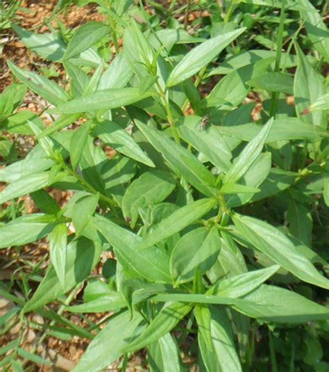 Kalmegh Andrographis Paniculata At Rs Kg Kalmegh Plant In