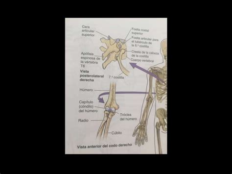 Generalidades De Osteolog A Ppt