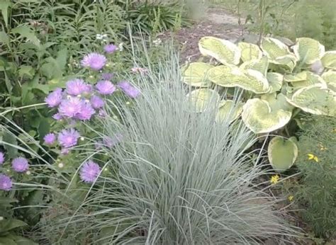 Little Bluestem Grass Seeds Pure Air Natives