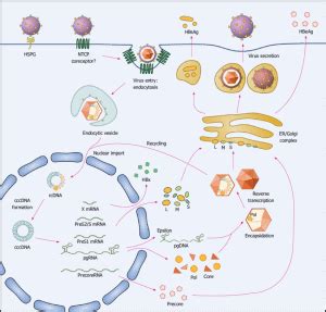 The Life Cycle Of Hepatitis B New