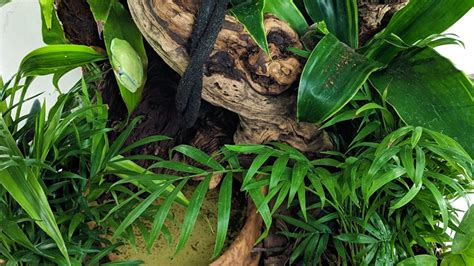 How to Set Up a Tree Frog Terrarium - FrogPets