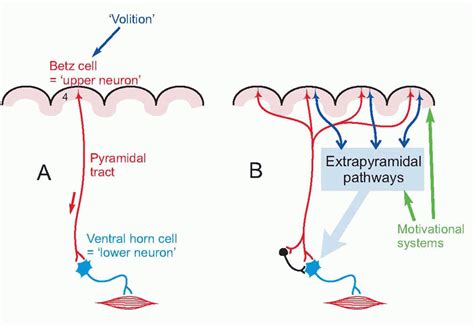 Higher Motor Control Neupsy Key