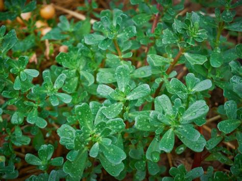 Growing Purslane How To Grow Edible Purslane In The Garden