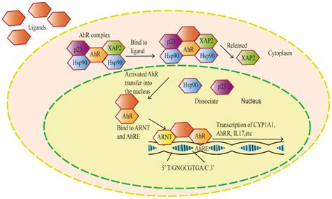 Gene Pathway