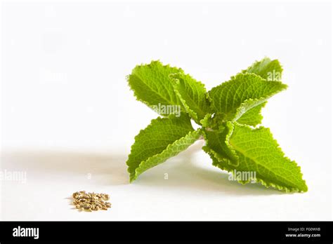 Indian Species Ajwain Ajowan Leaf And Seeds Herbaceous Plant Carum