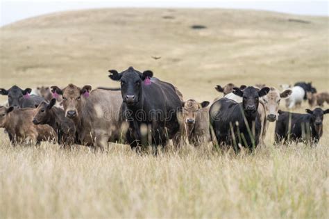 Toros De Buey De Pasto Vacas Y Terneros Pastoreando Sobre La Hierba En