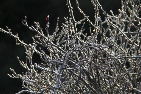 Banco De Imagens árvore Natureza Ramo Neve Frio Inverno Folha