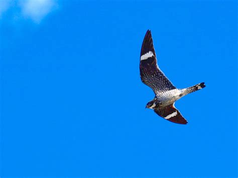 Nighthawk Season Catch It While You Can Vermont Center For Ecostudies