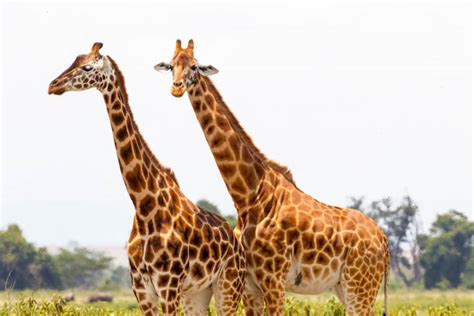 Southern Giraffe Stock Photos, Pictures & Royalty-Free Images - iStock