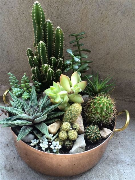 Succulents And Cactus So Happy With How It Turned Out Cactus House