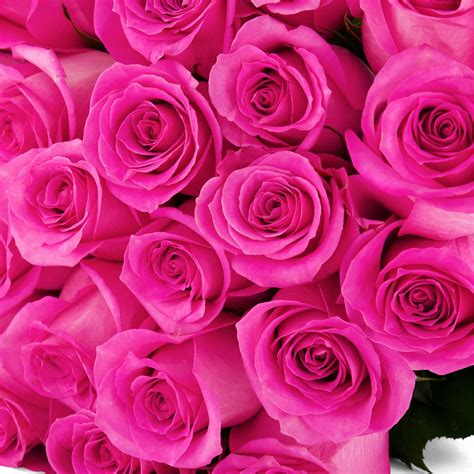 Sweet Memory Pink Roses The Rosarium Premium Flower Delivery