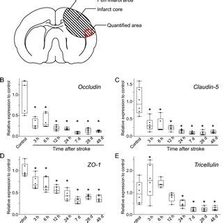 Mrna Expression Level Of Tight Junction Proteins Of The Bloodbrain