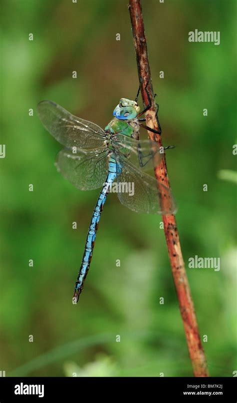 Dragonfly, Emperor Dragonfly Stock Photo - Alamy