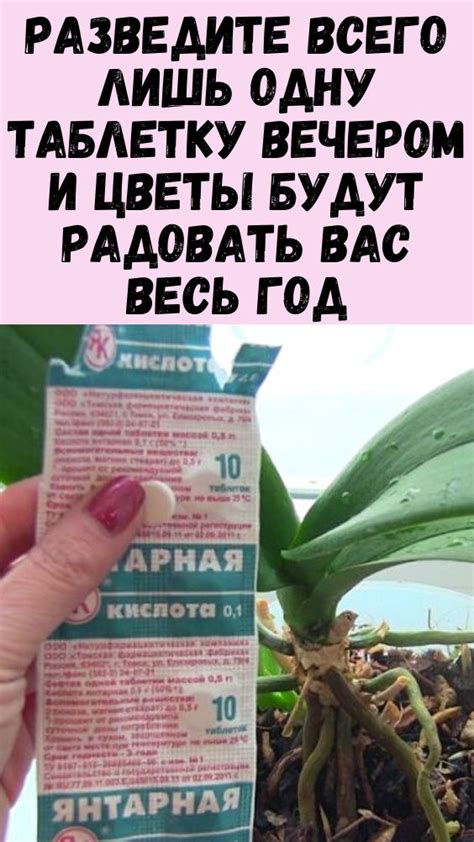 Женский Журнал | Сад в горшке, Гидропонное садоводство, Растения
