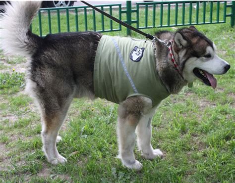 Попона для собак