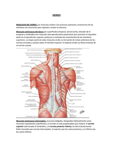 Dorso DORSO MUSCULOS DEL DORSO Los músculos unidos a los procesos