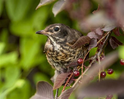 American Robin | Bird Watching | Wildlife Photography