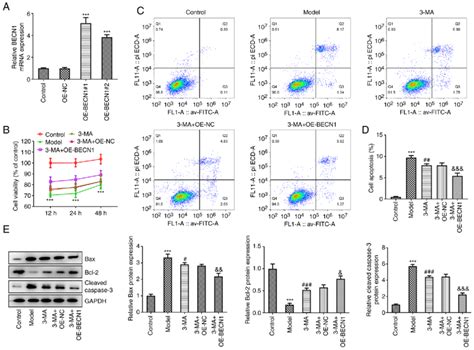 High Expression Of Beclin 1 Significantly Attenuates Oxygen Glucose