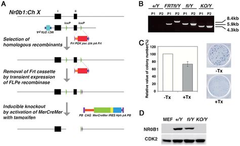 Generation Of Inducible Nr0b1 Null ES Cells A Schematic