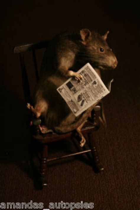 Rat In A Rocking Chair — The World Of Kitsch