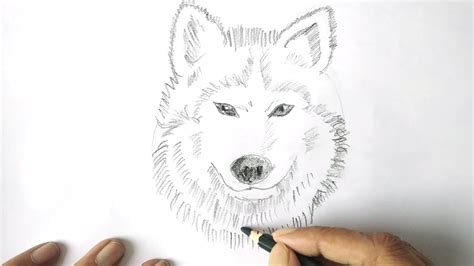 How To Draw Wolf Head Face Easy Step By Step Drawing Youtube