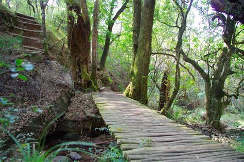 Bosque Caminar Naturaleza Foto Gratis En Pixabay Pixabay