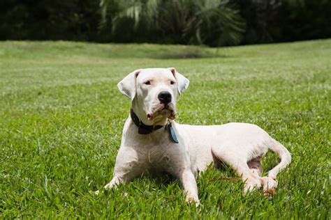 15 Dog Breeds From Latin America