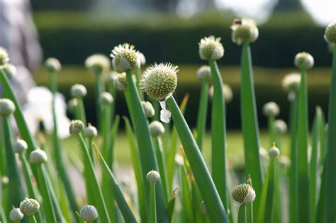 Blumenzwiebeln Pflanzen Im Herbst Das Ist Zu Beachten