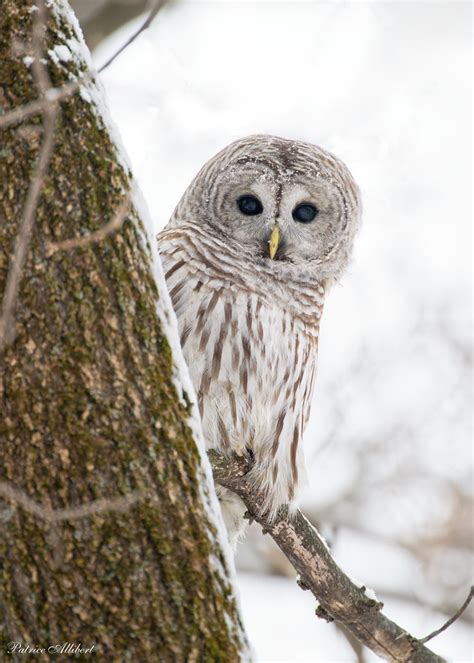 Chouette Ray E Barred Owl Patrice Allibert Flickr