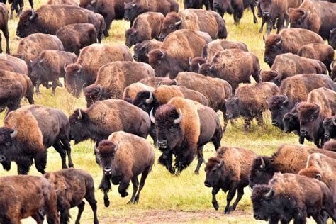 Bison Facts Britannica