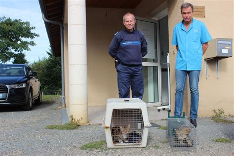 Miramont De Guyenne Une Campagne De St Rilisation De Chats Errants