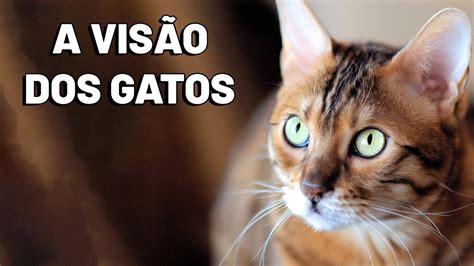 Como A Vis O Dos Gatos Como Os Gatos Enxergam Gatil Hauser Youtube