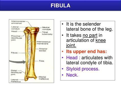 Styloid Process Of Fibula