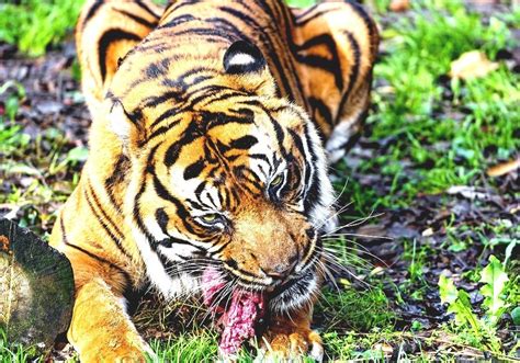 Sumatran Tiger - Sumatran Tiger Diet