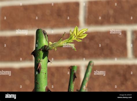 Stem Cuttings Stock Photos & Stem Cuttings Stock Images - Alamy