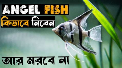 How To Care Angelfish অযঞজলফস কভব রখবন আপন যদ এভব