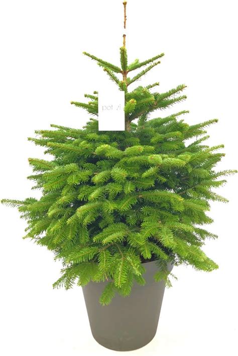 Kerstboom Deze Kerstbomen Zijn Opgepot Met Kluit Kerstboom Kant En