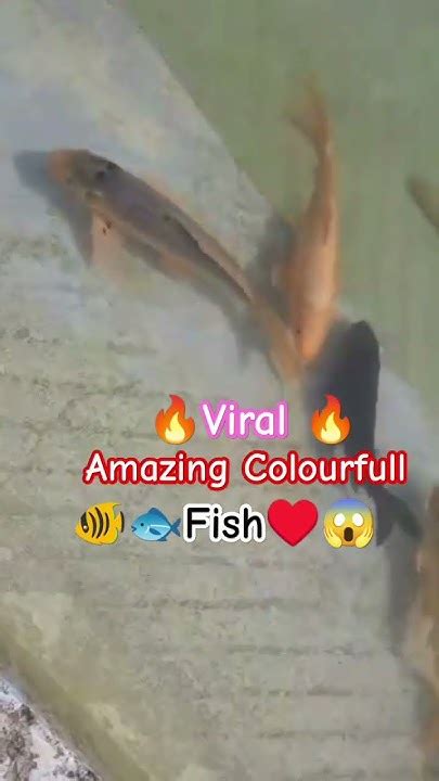 😱amazing Colourfullfish🐟🔥viral🔥shortsyoutubeshorts Reels Youtube