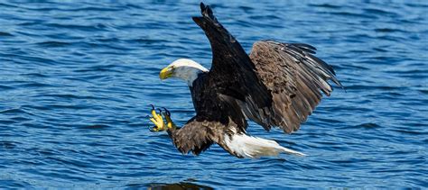 The Eagle Rises Again - Bald eagles in Ontario - Ontario Nature
