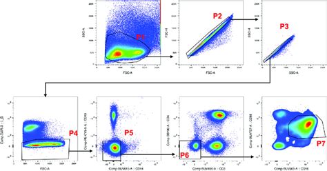 Gating Strategy To Define Nk Cells In Humans Arrows Denote Sequential