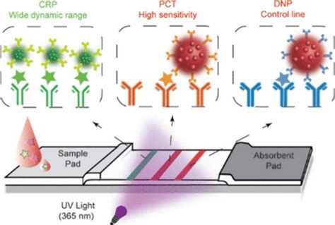 Dual Fluorescent Quantum Dot Nanobead Based Lateral Flow Immunoassay