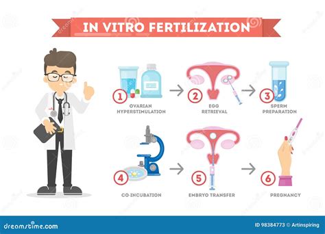 In Vitro Fertilization Stock Vector Illustration Of Fertilization